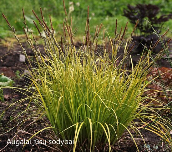 Aukštoji viksva (Carex elata) 'Aurea'